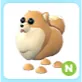 N Pomeranian