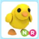 NR Chick