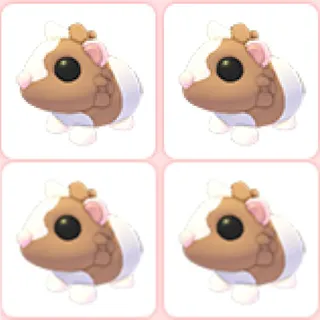 4x Chocolate Dutch Guinea Pig