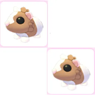 2x Chocolate Dutch Guinea Pig