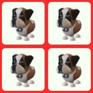 4x St Bernard