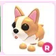 R French Bulldog