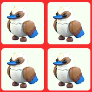 4x Kookaburra