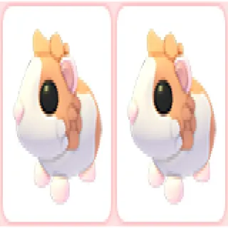 2x Red Dutch Guinea Pig