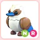 NR Kookaburra