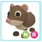 NR Shrew