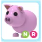 Pet | NR Pig