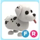 FR Dalmatian