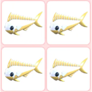4x Gold Mahi Mahi