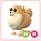 NR Pomeranian