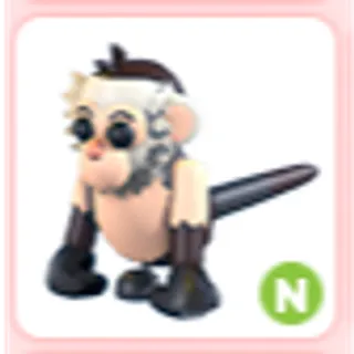 N Capuchin Monkey