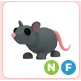 NF Rat