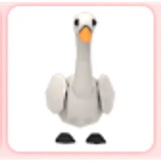 Swan