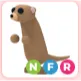 NFR Meerkat