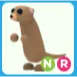 NR Meerkat