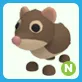 N Shrew