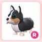 R royal corgi