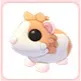 Red Dutch Guinea Pig