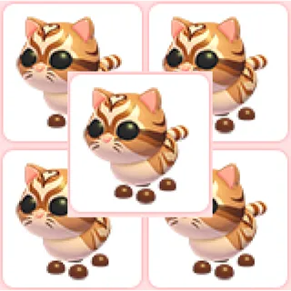 5x Catte