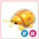 FR Golden Tortoise Beetle