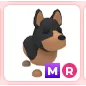 MR Australian Kelpie