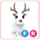 FR arctic reindeer