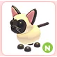 N Siamese Cat