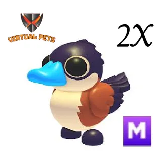 Ruddy Duck Mega 2X