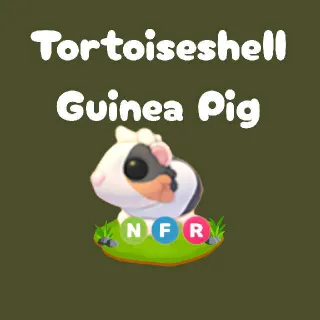 NFR Tortoiseshell Guinea Pig