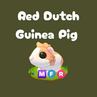 MFR Red Dutch Guinea Pig