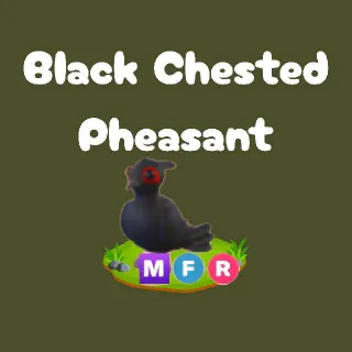 MFR Black Chested Pheasant