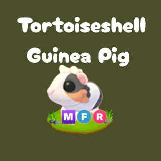MFR Tortoiseshell Guinea Pig