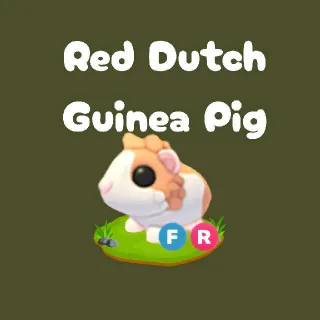 FR Red Dutch Guinea Pig