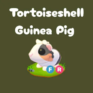 FR Tortoiseshell Guinea
