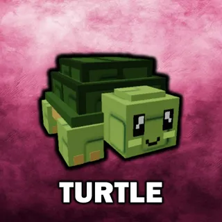 x6 Turtle