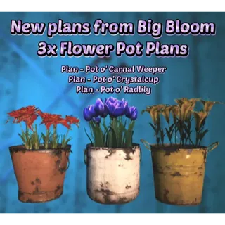 3x Pot'o plans (Black eyed Susan)