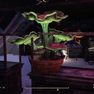 Unusual Fungus Misc Rare