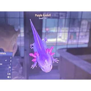 Purple axolotl xbox