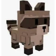 raccoon