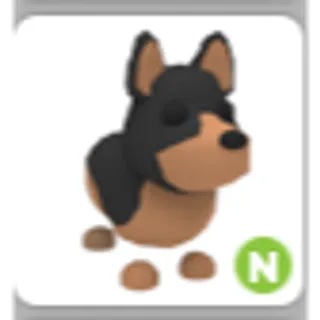 AUSTRALIAN KELPIE N