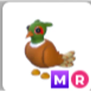 BROWN-CHESTED-PHEASANT MR
