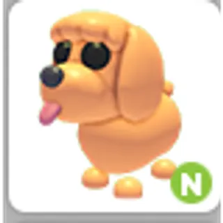TOY POODLE N