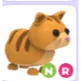 NR GINGER CAT