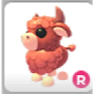 ANGUS BULL R