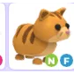 NF GINGER CAT