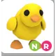NR CHICK