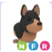 NFR AUSTRALIAN KELPIE