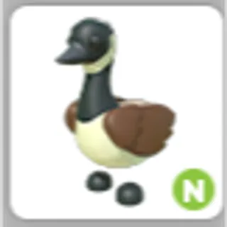 CANADIAN GOOSE N