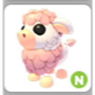 ANGUS COW N