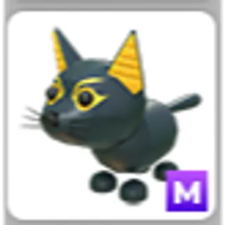 ABYSSINIAN CAT M